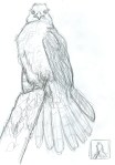 Coopers Hawk Sketch